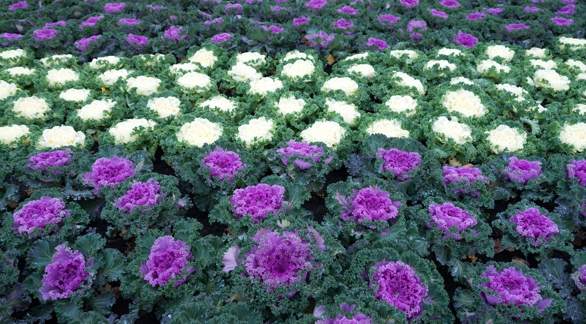 Foodscaping_hoved2.jpg (1)