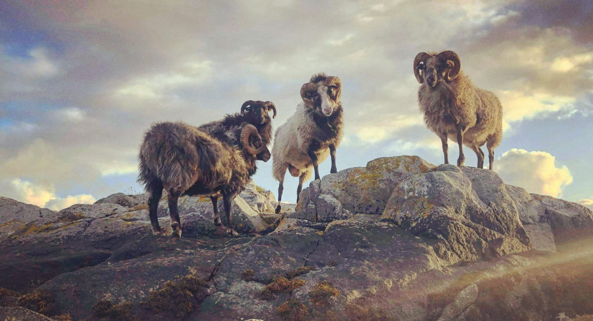 villsauHurranFr%c3%b8ya.png (1)