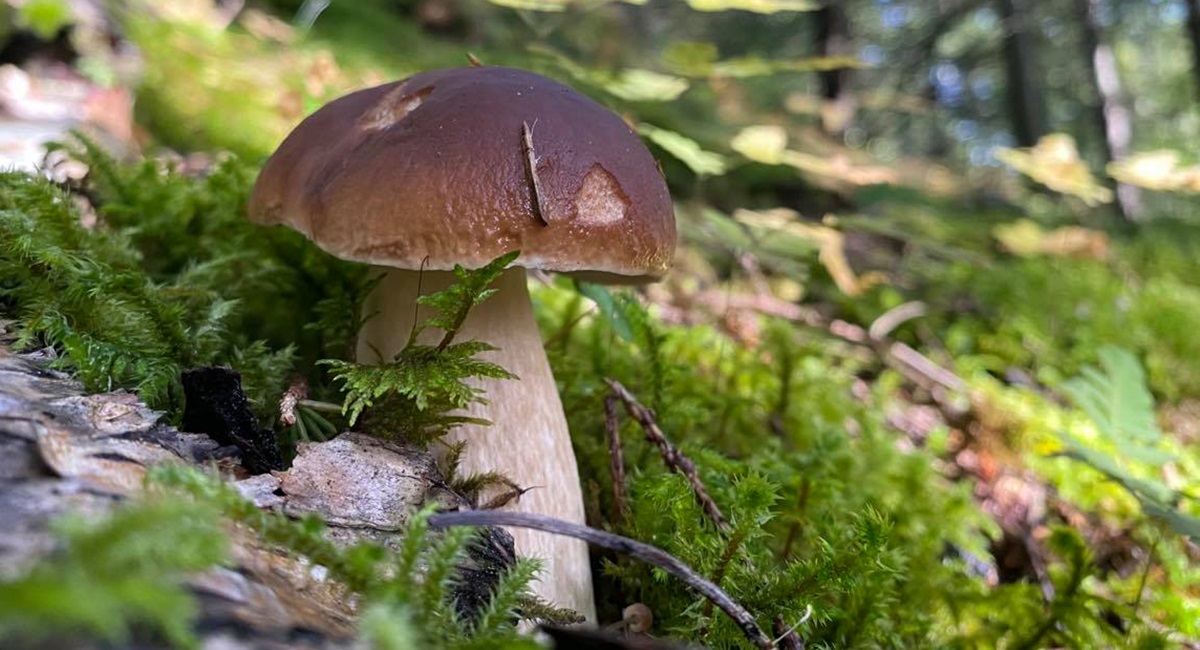 650_1200_True_True_1_95__fileshare_filarkivroot_Nyheter%202021_steinsopp_CN_jpg.jpg (1)