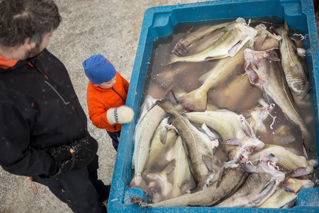 torsk skrei