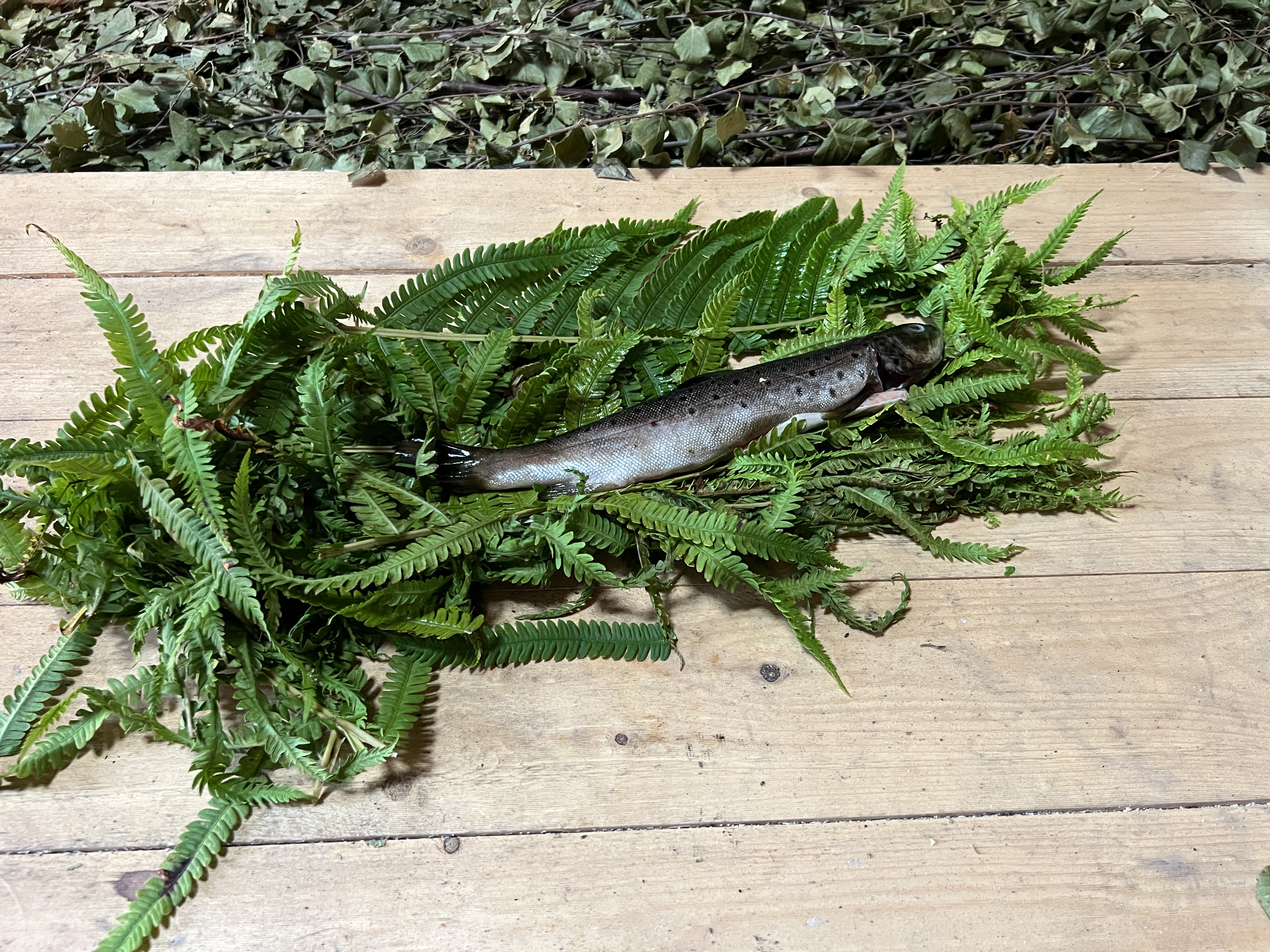 Ørret I Bregner Syster Foto ML