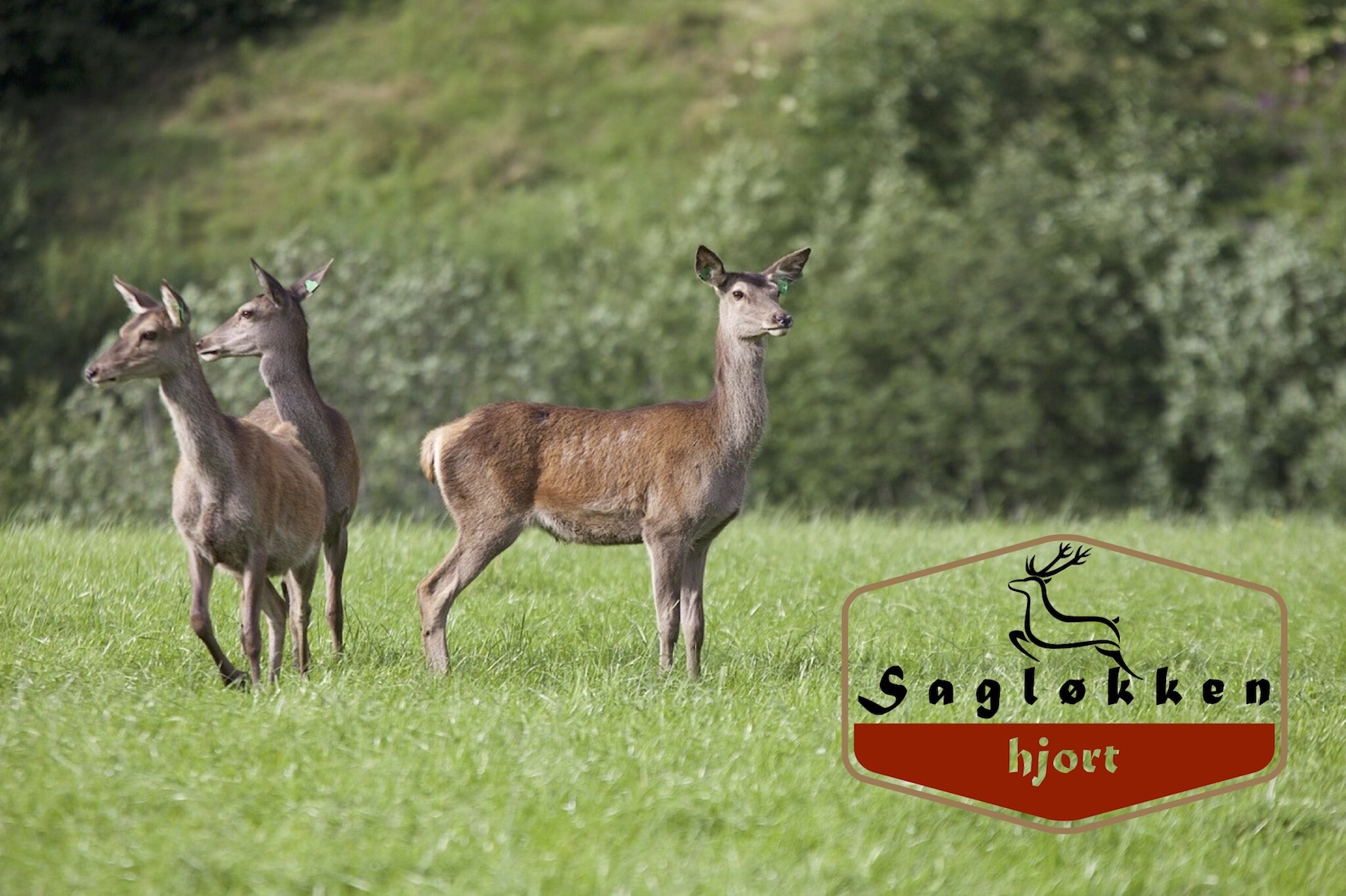Sagløkken Hjort & Vilt